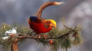 Golden Pheasant Wallpaper HD screenshot 8