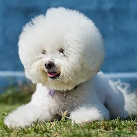 Bichon frise Dog Wallpapers