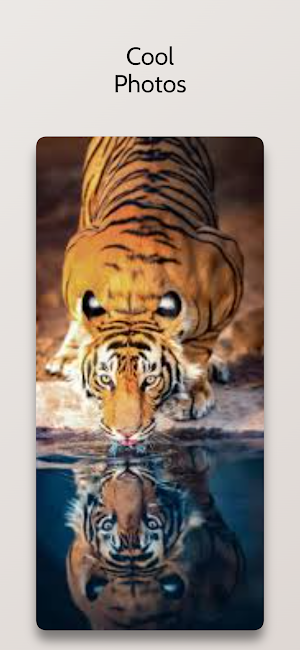 Cool Tiger Backgrounds 4k Screenshot 3