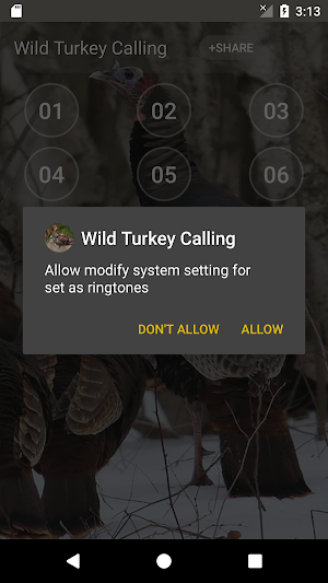 Wild Turkey Hen Calling Sounds Screenshot 2