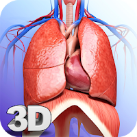 Respiratory System Anatomy Pro.