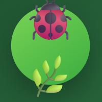 Mint Beetle: Chrysolina Quiz
