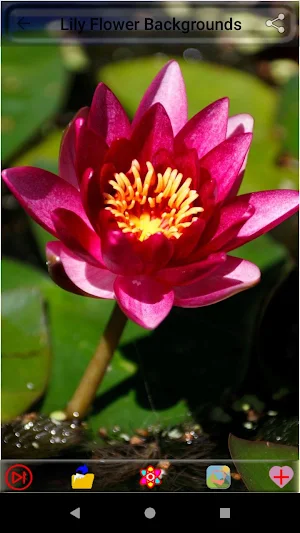 Lily Flower Backgrounds Screenshot 3