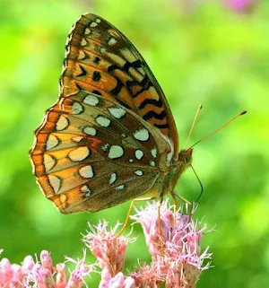 Spangled Butterfly Wallpapers Screenshot 1