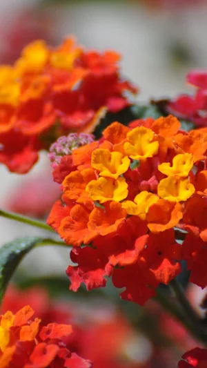 Lantana Wallpaper Screenshot 0