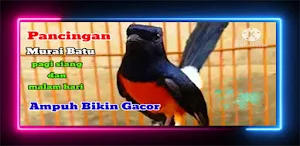 Pemikat Murai Batu Medan Isian Screenshot 0