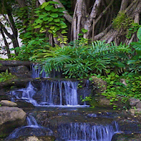 Blue Forest Water LWP