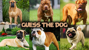 Dog quiz game Screenshot 1