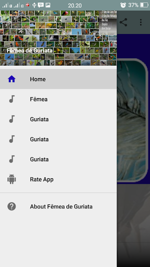 Canto Fêmea de Guriata Screenshot 0