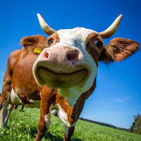 Cow Aesthetic Wallpaper