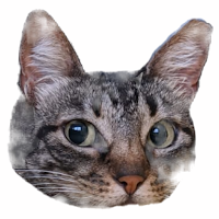 Cat Sounds