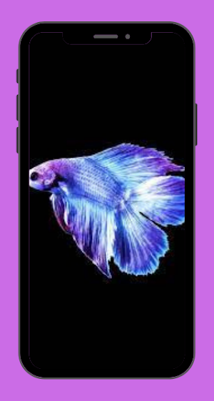 Betta Fish Wallpaper Free Screenshot 2