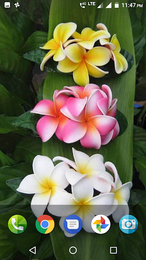 Plumeria Wallpaper Screenshot 0