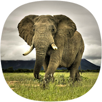 Elephant Ringtones