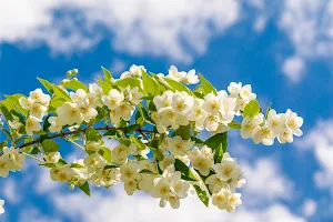 Jasmine Flowers Wallpapers Screenshot 0