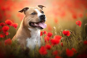 Bull Terrier Dog Wallpapers Screenshot 1