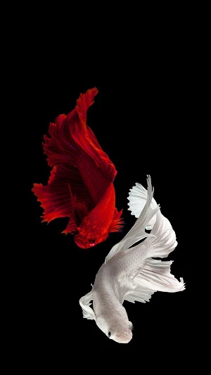 Fishy Wallpaper Screenshot 2