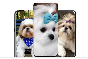 shih tzu dog guide Screenshot 2