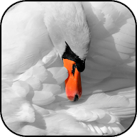 Swan wallpapers