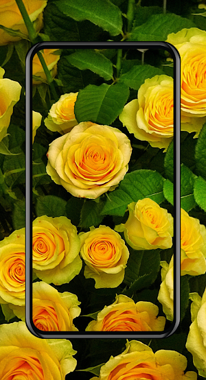 Flowers Wallpaper Screenshot 3