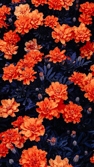 Flower Wallpapers HD 2021 Screenshot 0