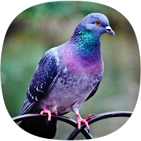 Dove Sounds