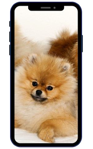 Pomeranian Wallpapers Screenshot 2