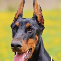 Dobermann Dog Wallpapers
