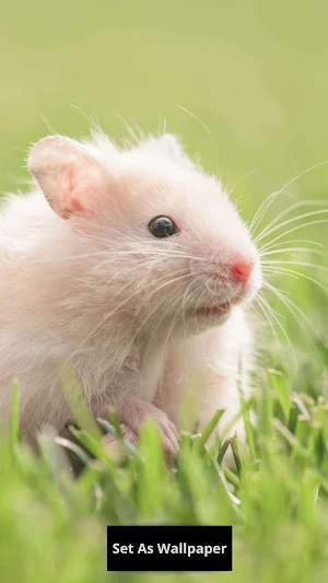 Hamster Wallpaper Screenshot 2