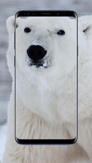 Polar Bear Wallpapers Screenshot 0