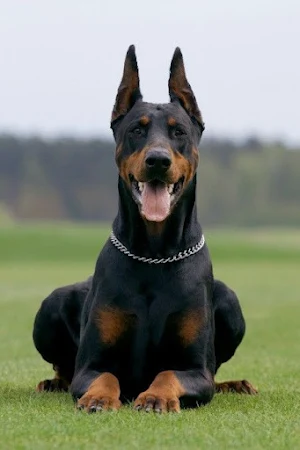 Doberman Pinscher Wallpapers Screenshot 1