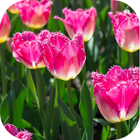 flower pictures