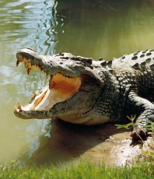 Crocodile sounds ~ Sboard.pro Screenshot 0