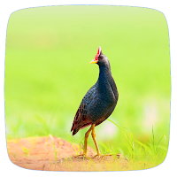Watercock Sounds