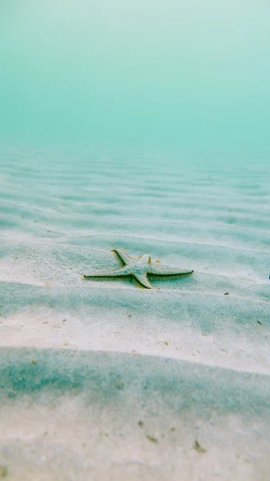 Starfish Wallpaper Screenshot 2