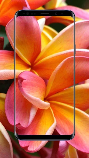 Plumeria Flower Wallpapers Screenshot 2