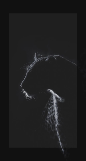 Black Panther Wallpaper Animal Screenshot 3