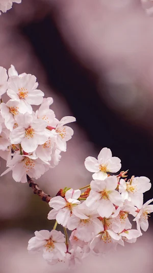 pink sakura flower wallpaper Screenshot 0