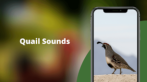 Quail Sounds - Quail Bird Calls Screenshot 0