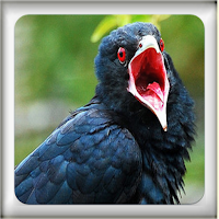 Birds Ringtones