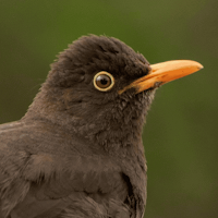 Aves de Merlo San Luis