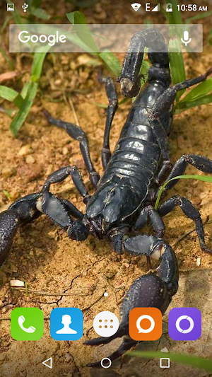 Scorpion HD Wallpaper Screenshot 3
