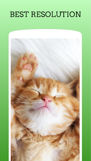Cute Animal Wallpaper HD Screenshot 3