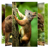Squirrel Wallpapers