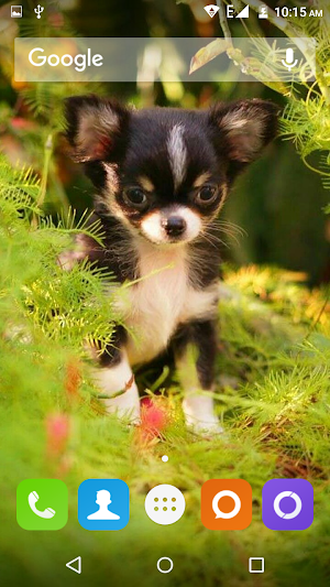Chihuahua Dog Wallpapers Hd Screenshot 0
