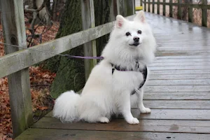 American Eskimo Dog Wallpapers screenshot 1