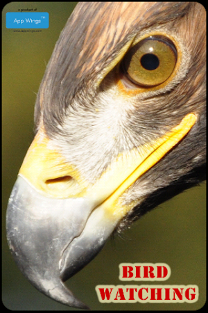 Bird Watching Screenshot 0