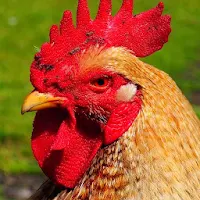 Rooster Sounds - Morning Alarm