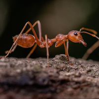 Wallpaper Forest Ants