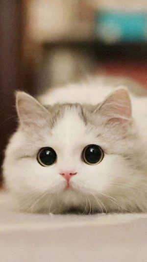 Cute Cat Video Wallpapers Screenshot 0